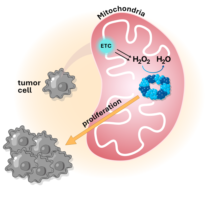 Mitochondrial PRX3 neutralizes H2O2, allowing tumor cells to proliferate